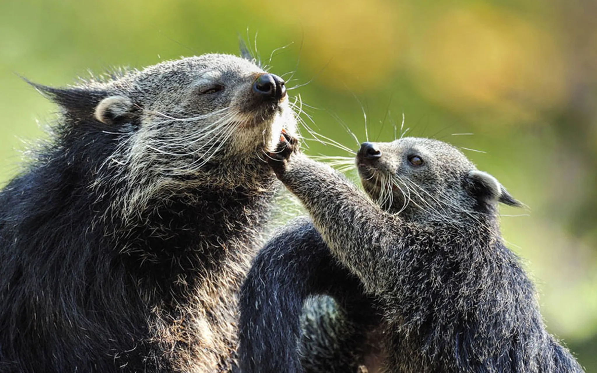Photo d'une femelle binturong avec son petit