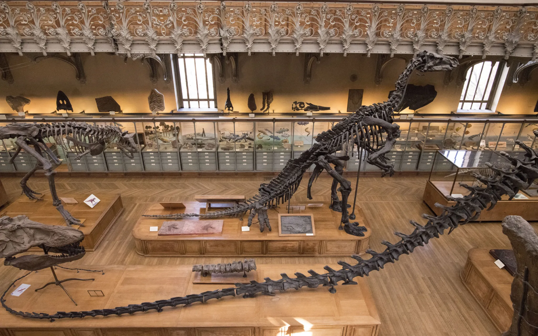 Photo d'un iguanodon entouré d'autres fossiles dans la Galerie de Paléontologie