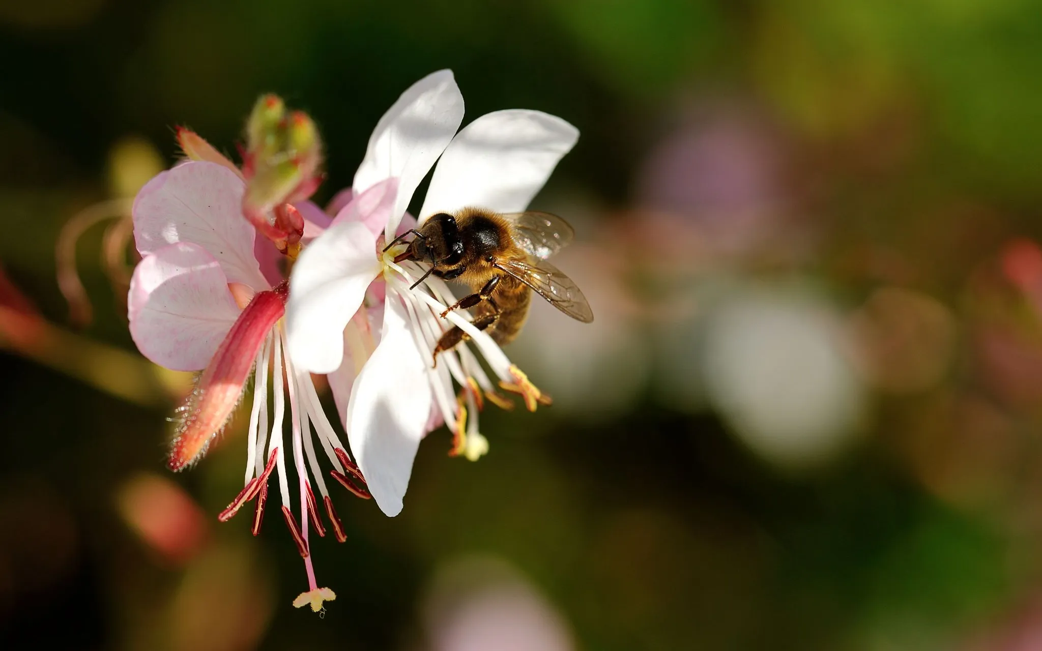 Abeille © MNHN - F.-G. Grandin Abeille qui butine une fleur