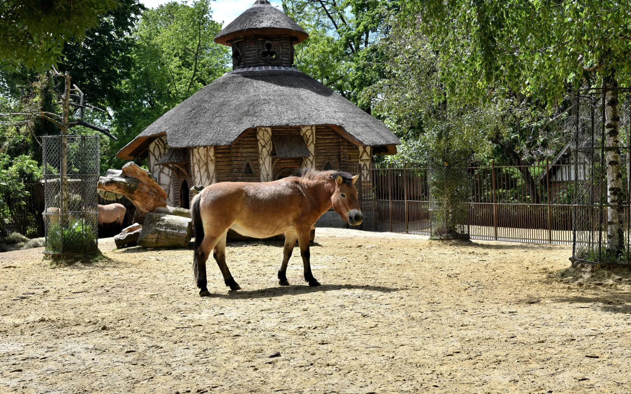 Cheval de Przewalski à la Ménagerie du Jardin des Plantes © MNHN - J. Munier Cheval de Przewalski à la Ménagerie du Jardin des Plantes