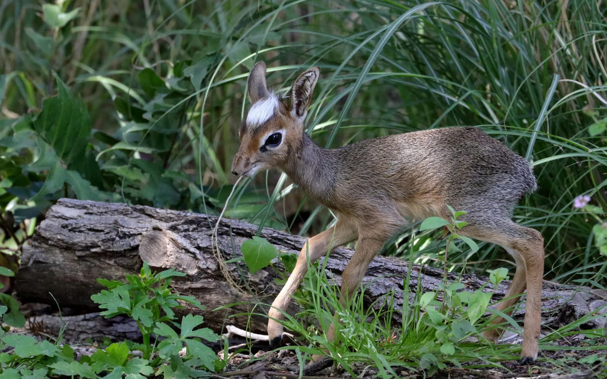 Jeune dik-dik de Kirk entouré de végétation