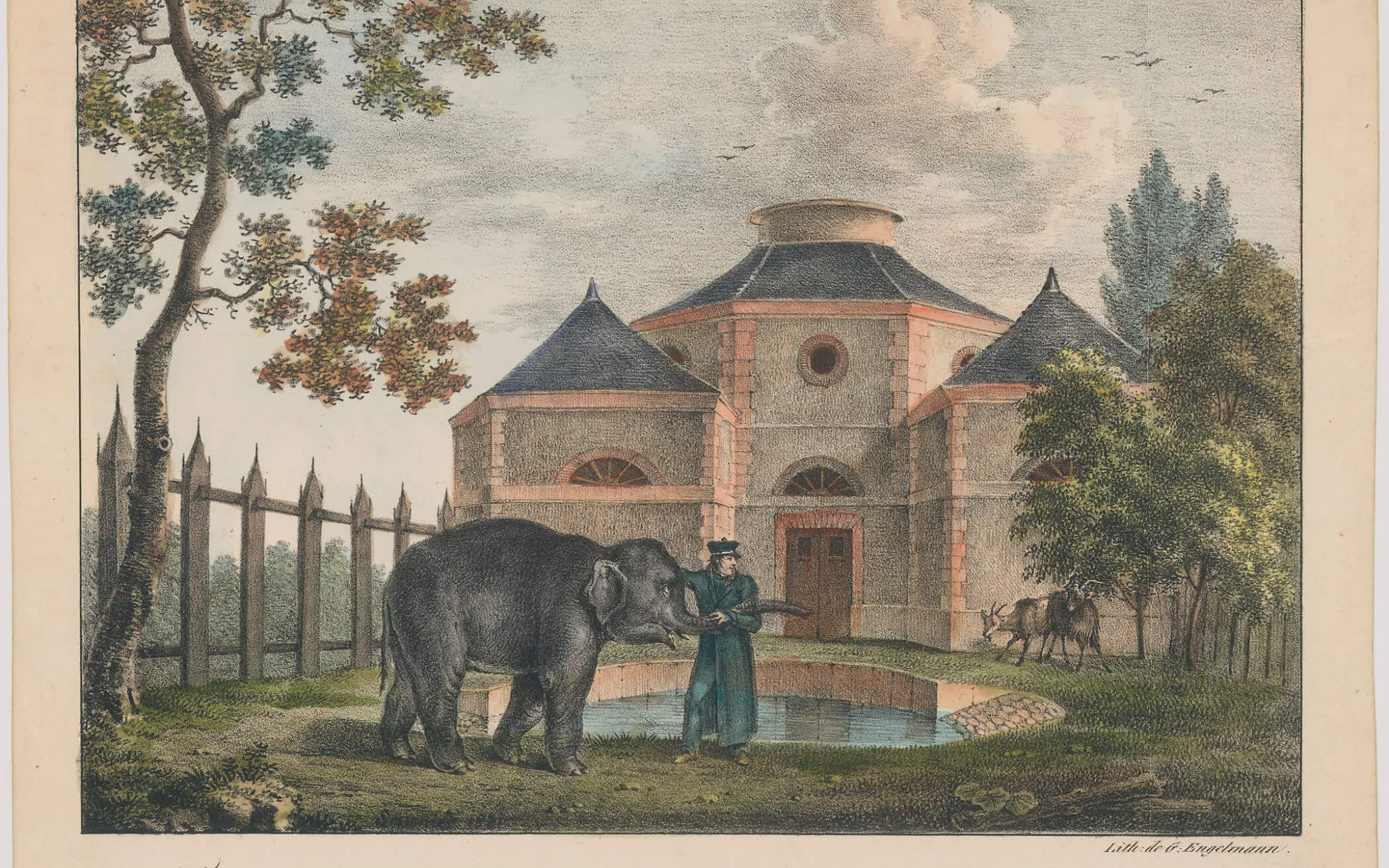 Litographie d'Engelmann montrant un éléphant