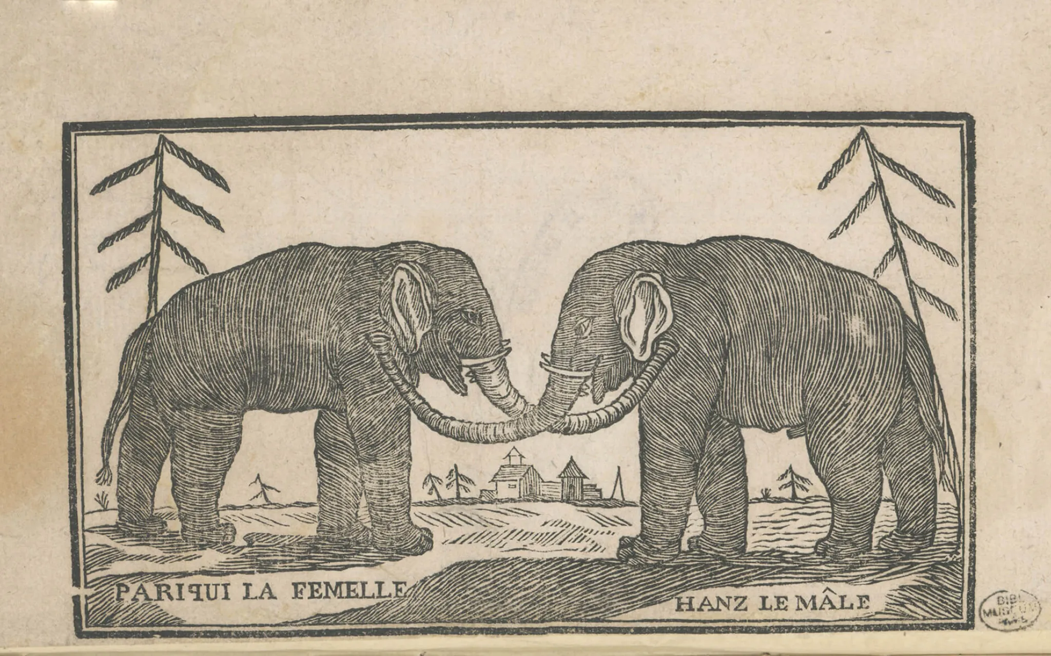 Illustration des éléphants Hanz et Parkies
