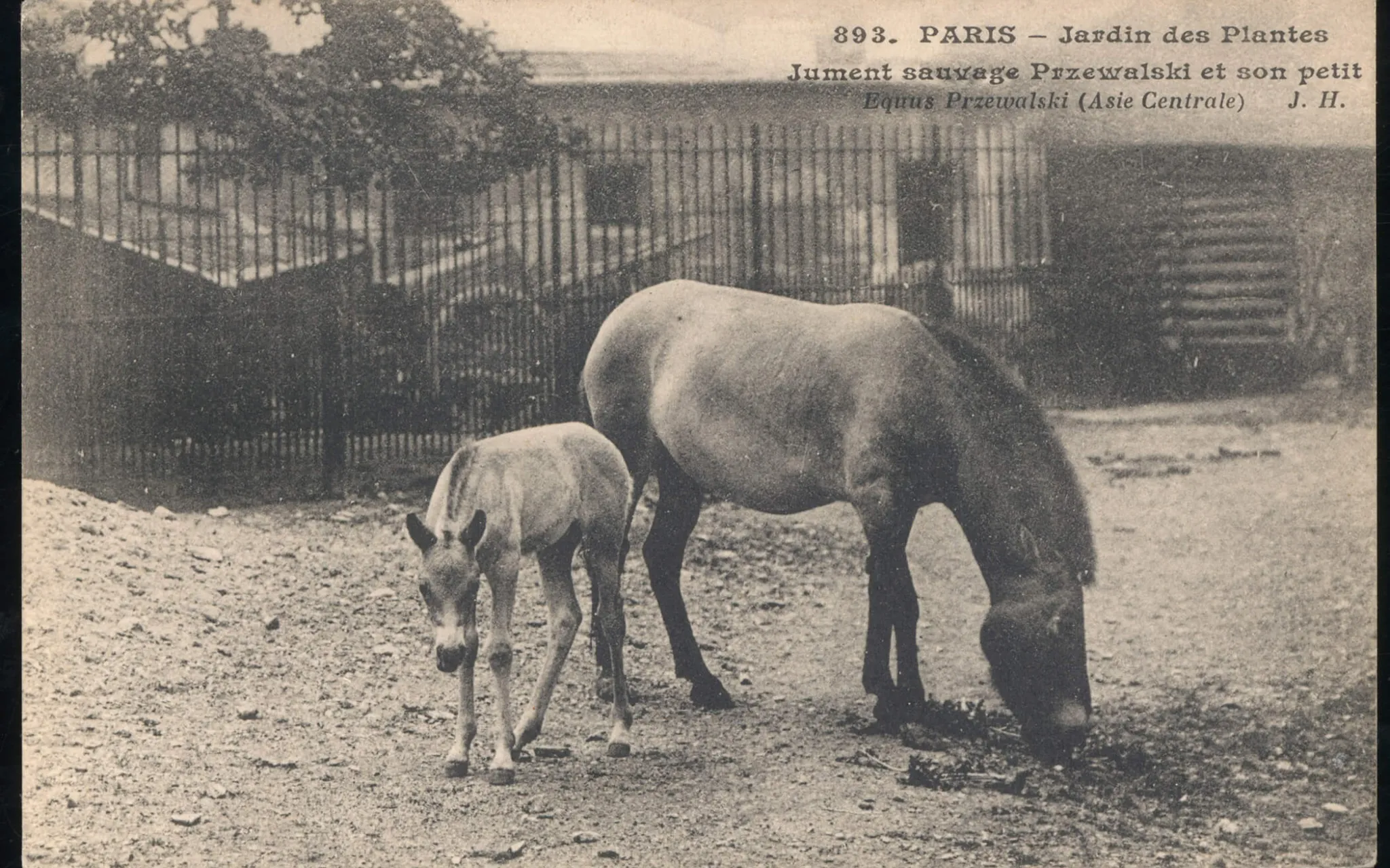 Photo d'une jument Przewalski et son petit
