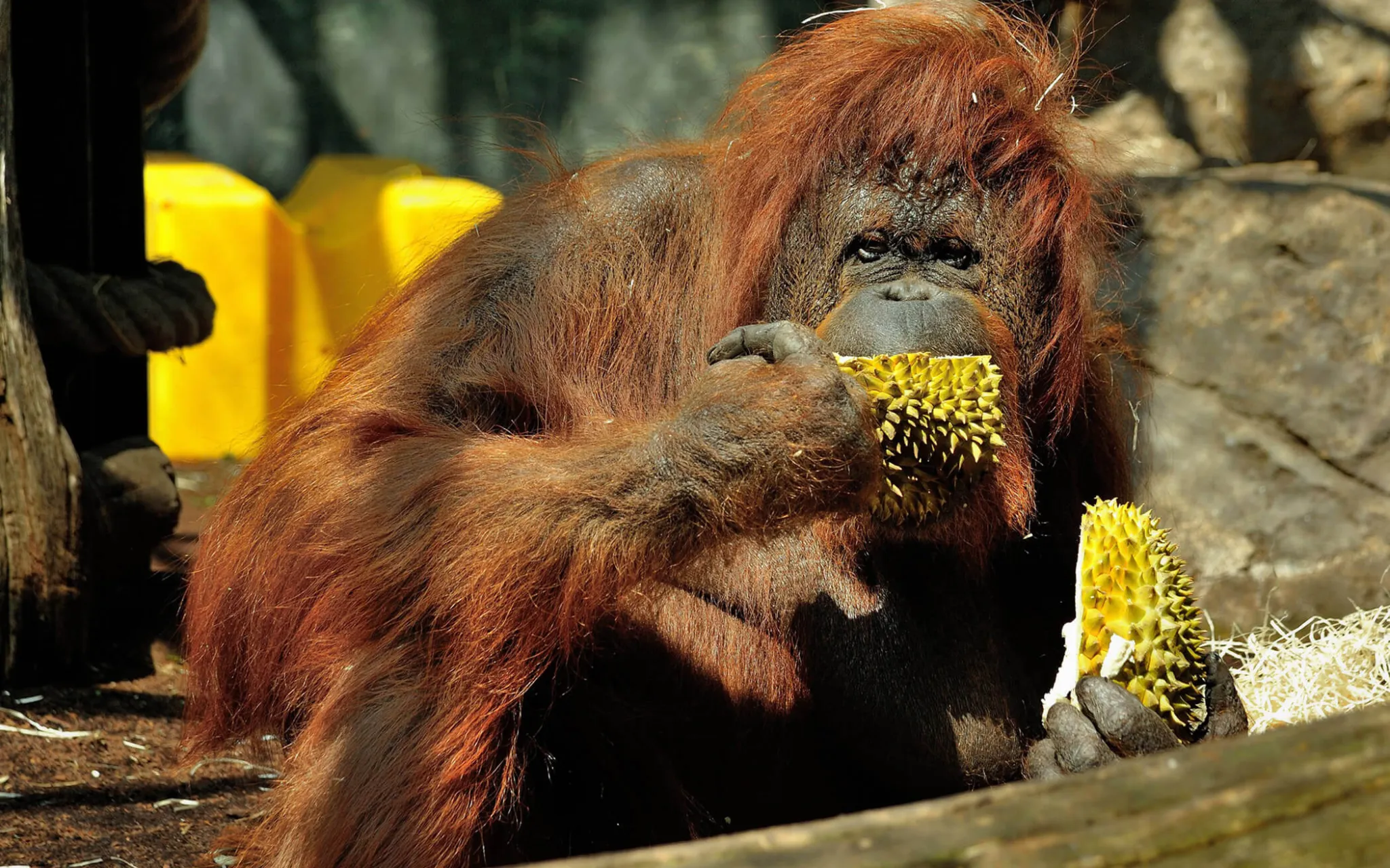 Photo de la femelle orang-outan Nénette en train de manger du maïs