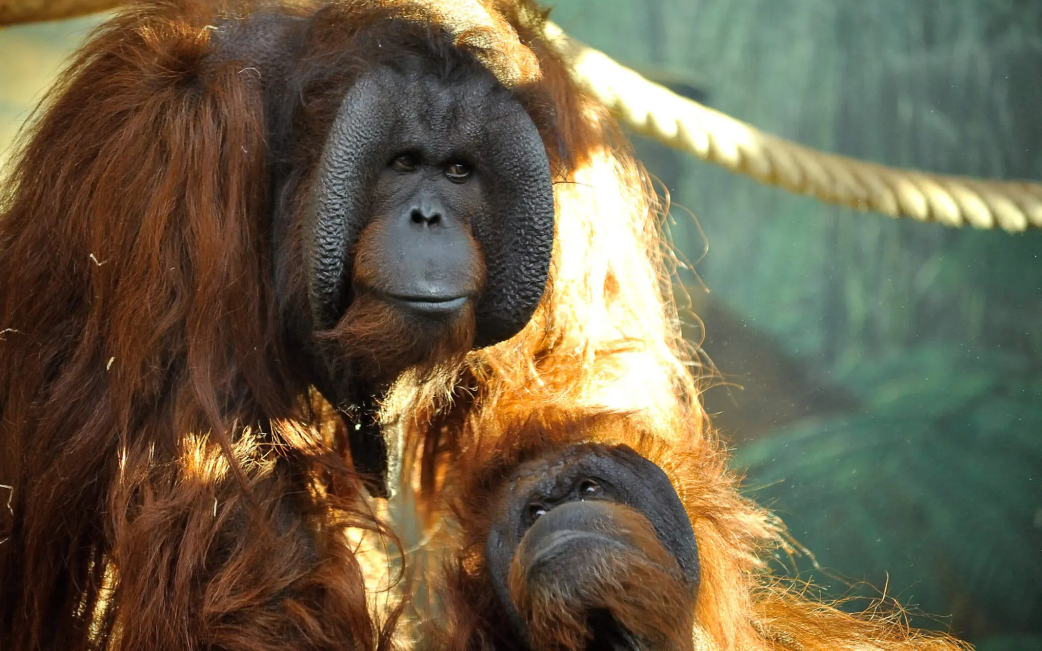 Photo de la femelle orang-outan Nénette