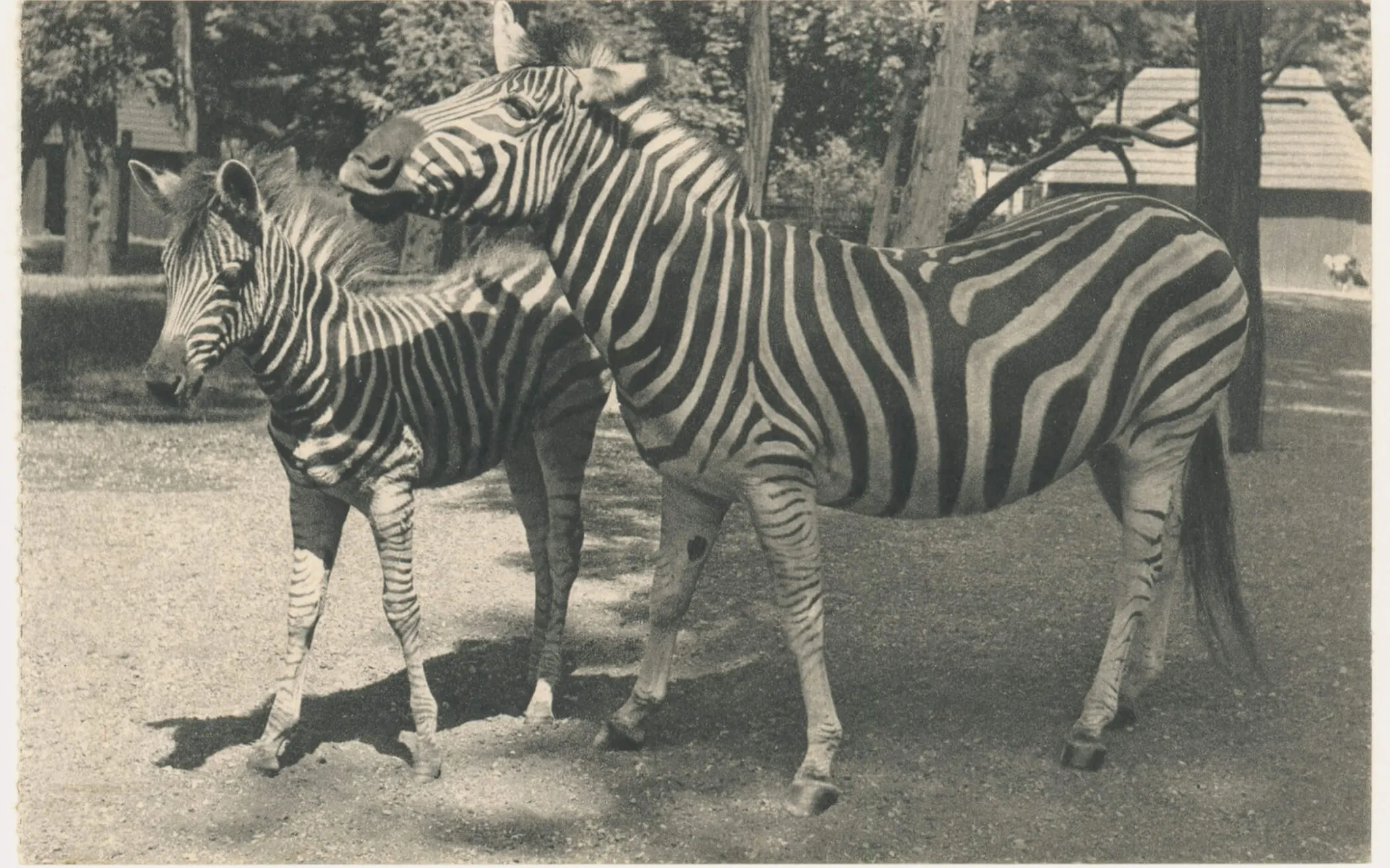Photo de deux zèbres de Grévy