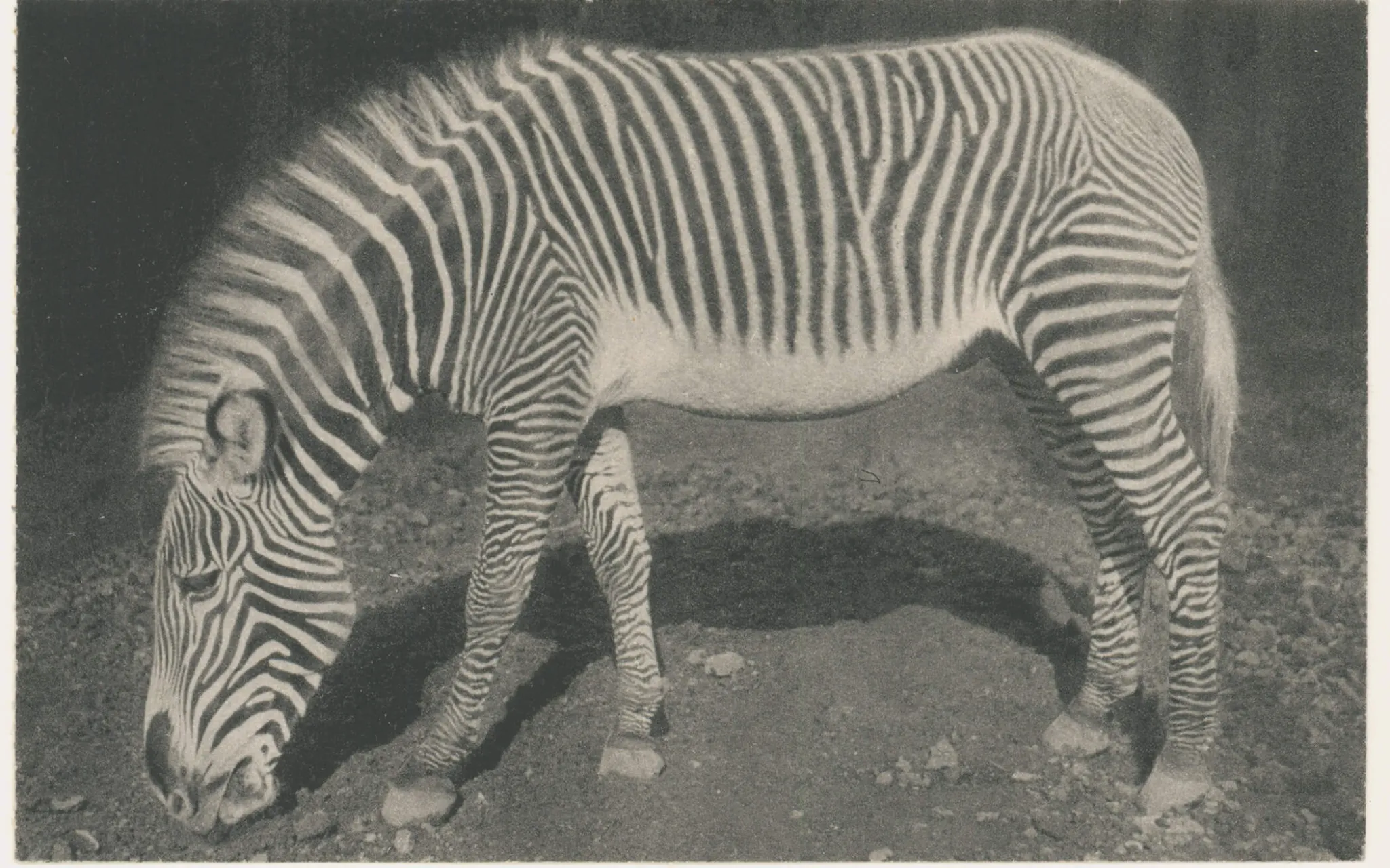 Photo d'un zèbre de Grévy
