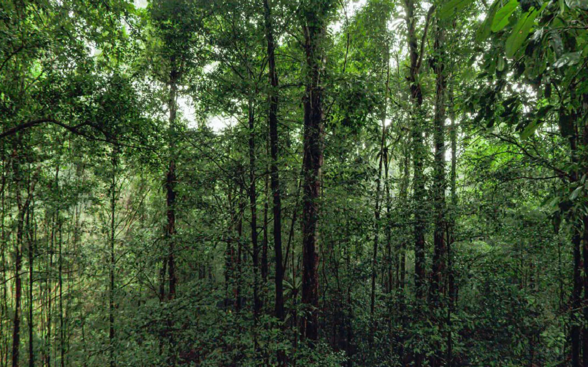 Vignette - Forêt tropicale © Mardi8 - Sensory Odyssey - MNHN Photo montrant des arbres dans une forêt tropicale