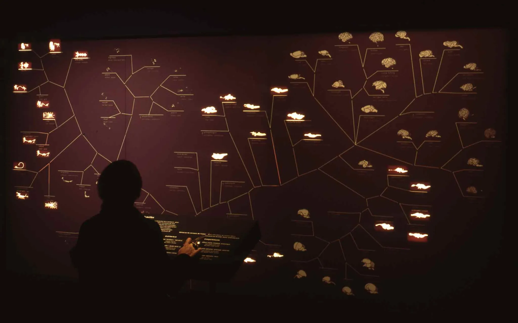 Vue de l'exposition « Pas si bête ! 1000 cerveaux, 1000 mondes » présentant sur un mur différents types de cerveaux.
