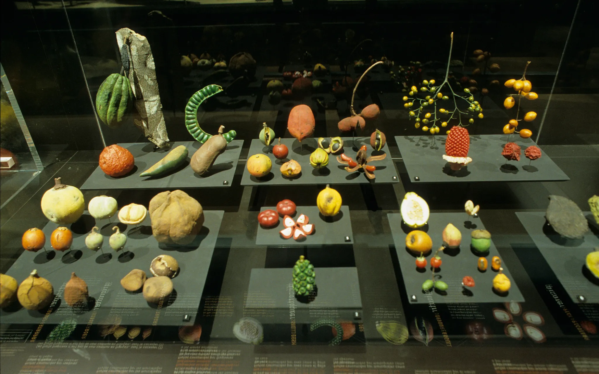 Vitrine montrant des fruits et légumes aux couleurs et formes variées.