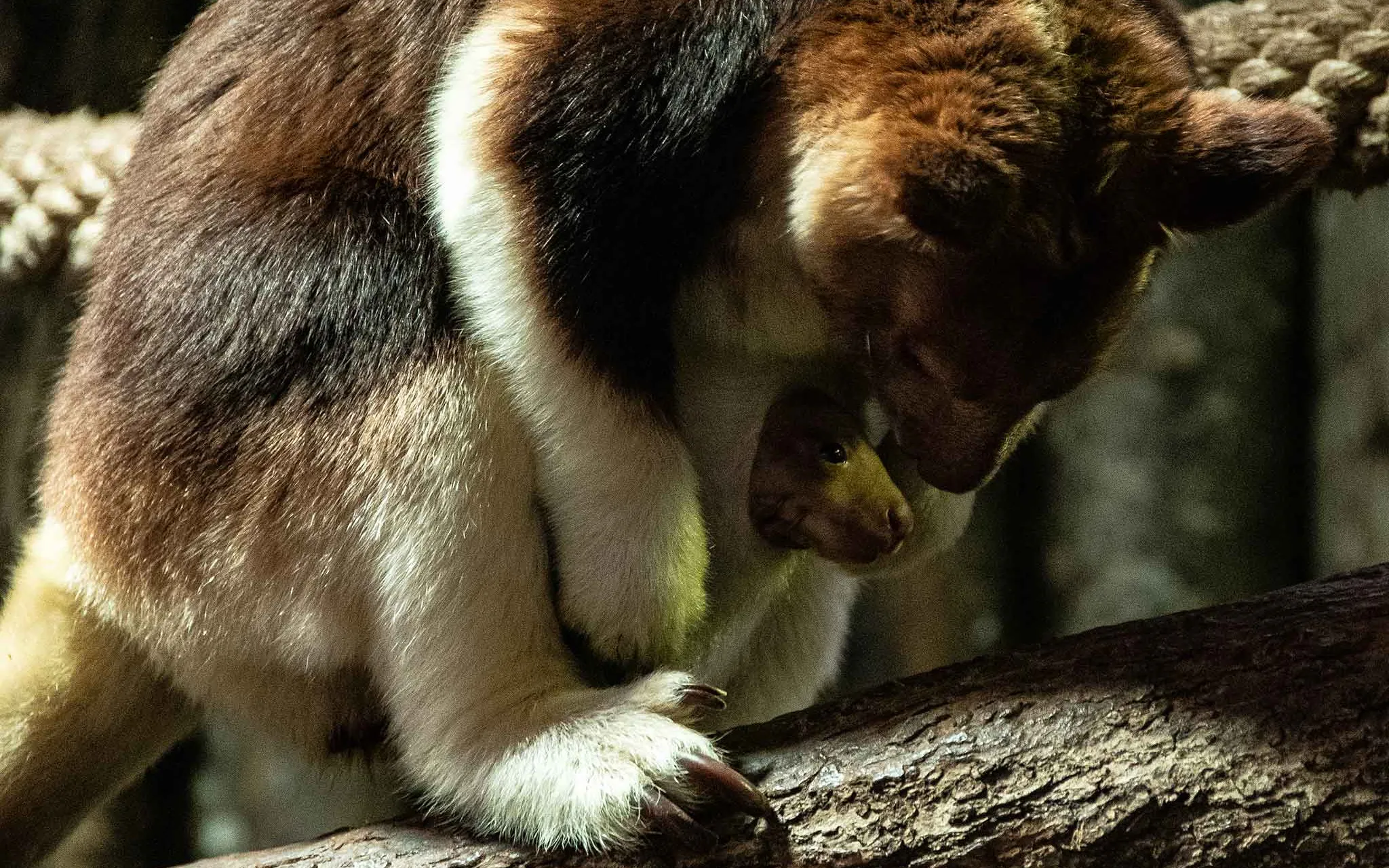 Jeune dendrologue de Goodefellow et sa mère sur un tronc d'arbre.