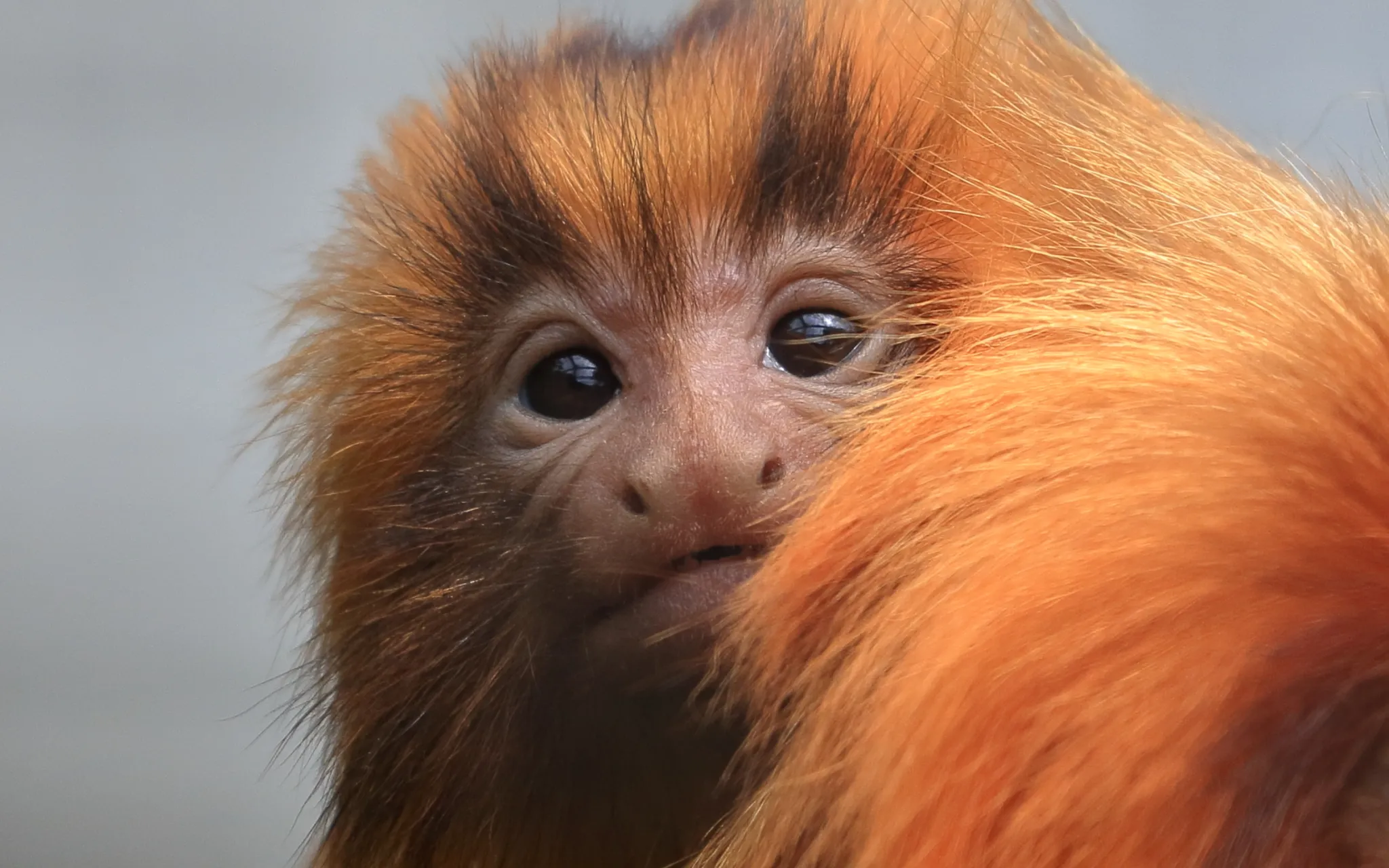 Photo de profil d'un singe aux poils dorés