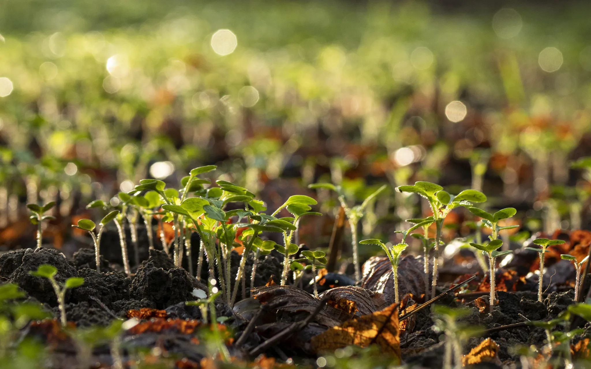 bébé plantes