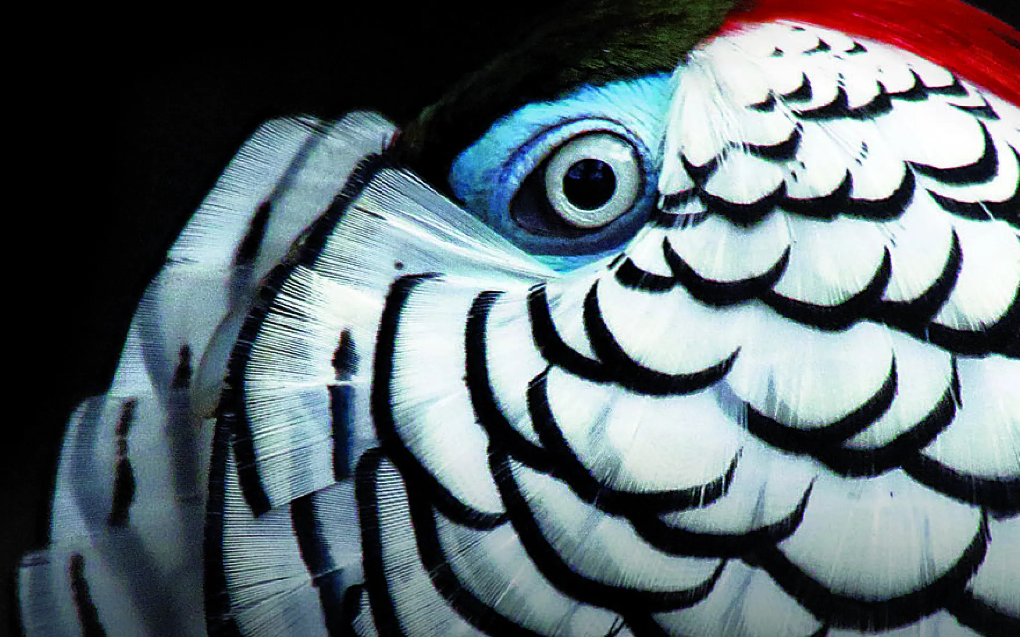 FIAC 2013, Jardin des Plantes, Muséum national d'Histoire naturelle © MNHN