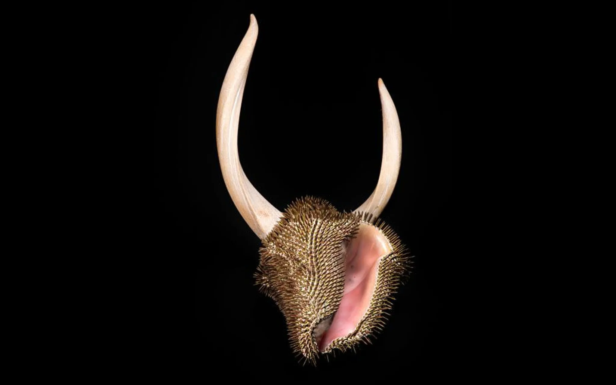 Tête. Une œuvre de Philippe Droguet, 2011. FIAC Hors les murs, Jardin des Plantes, MNHN, 2013 © Blaise Adilon