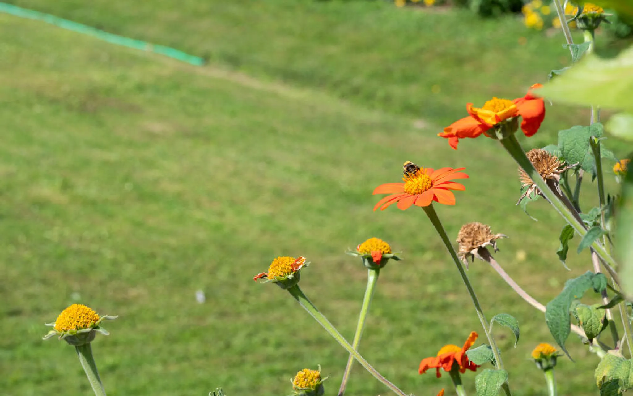 Abeille qui butine sur une fleur du Jardin des Plantes © AFP - Ricardo Milani & hans Lucas Abeille au Jardin des Plantes
