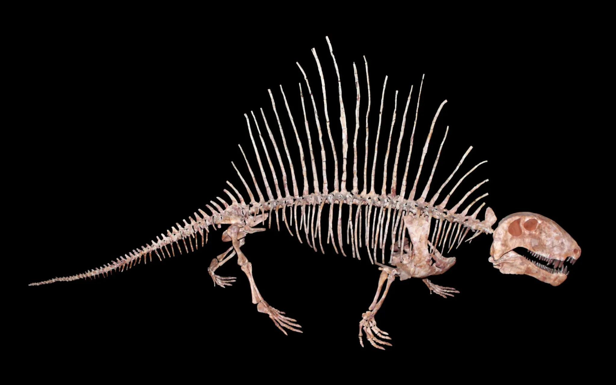 Dimetrodon