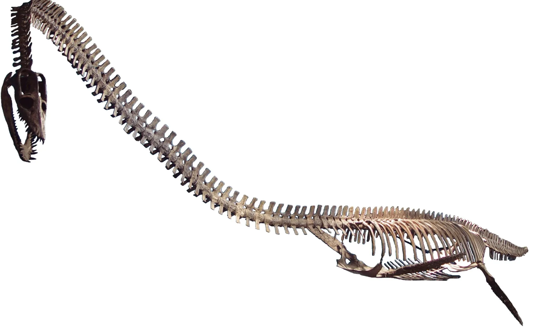 Elasmosaurus plésiosaure