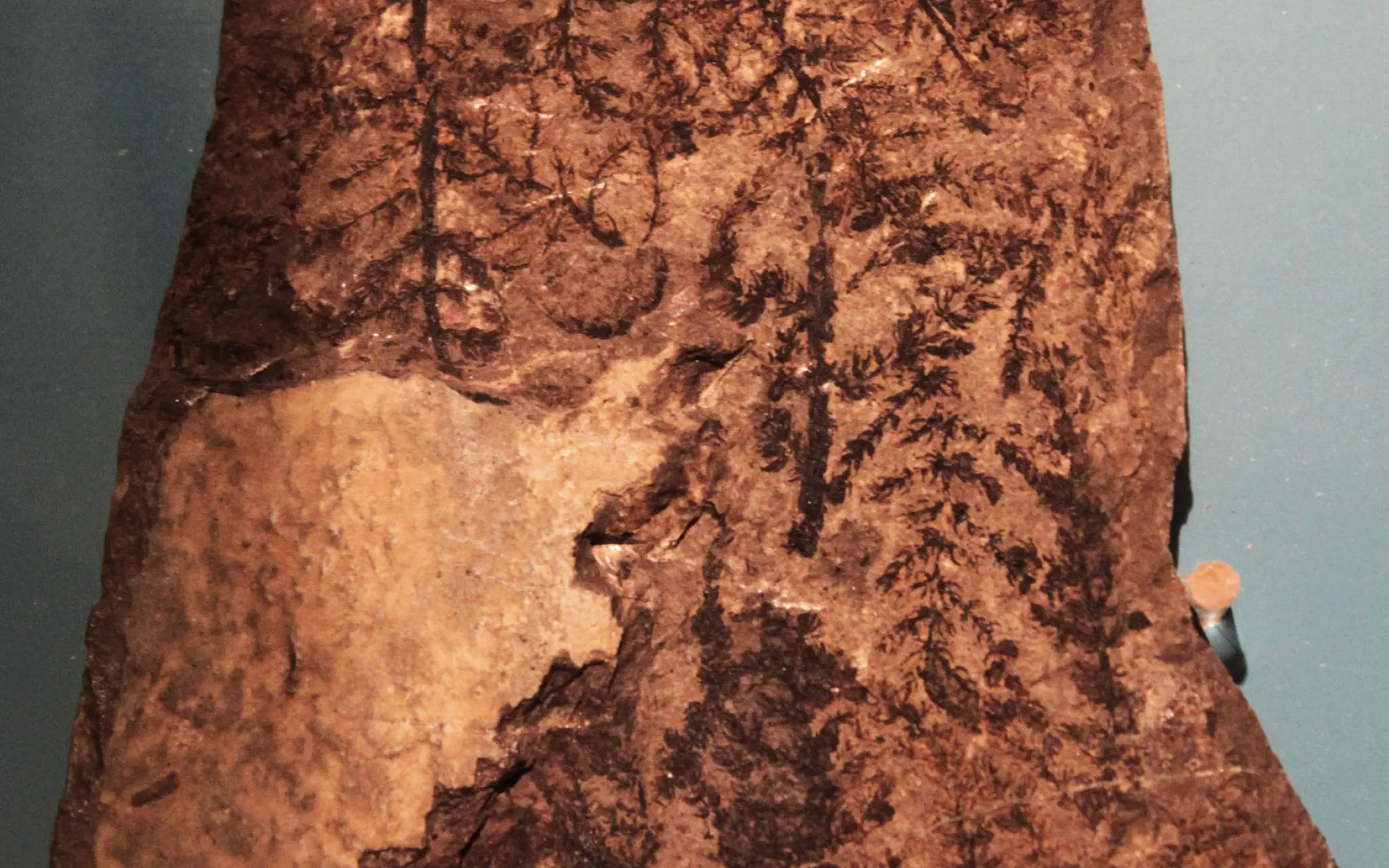 Fossile de Montsechia vidalii