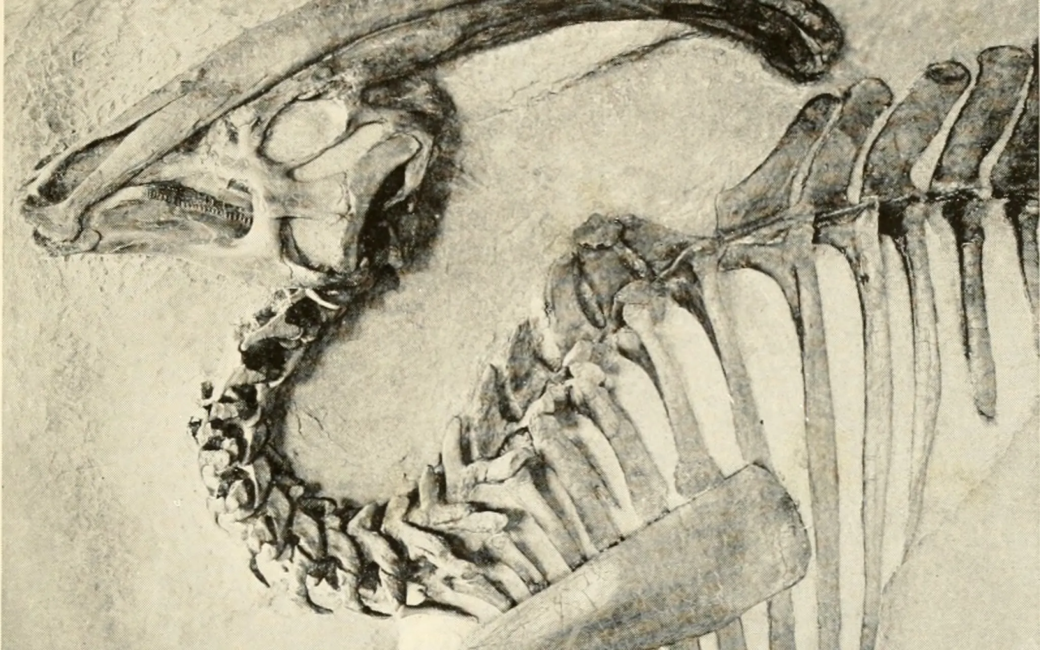 Parasaurolophus crétacé