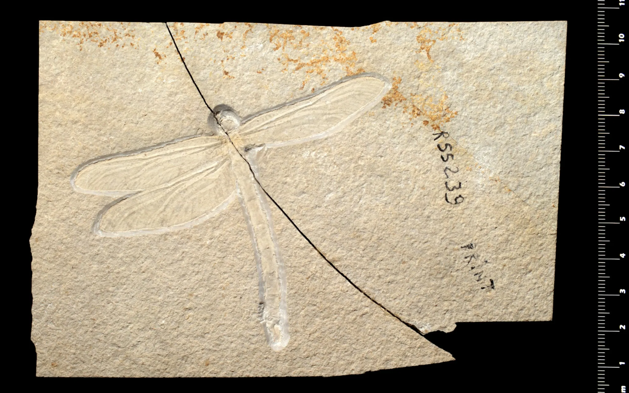 Fossile d'insecte Protolindenia viohli