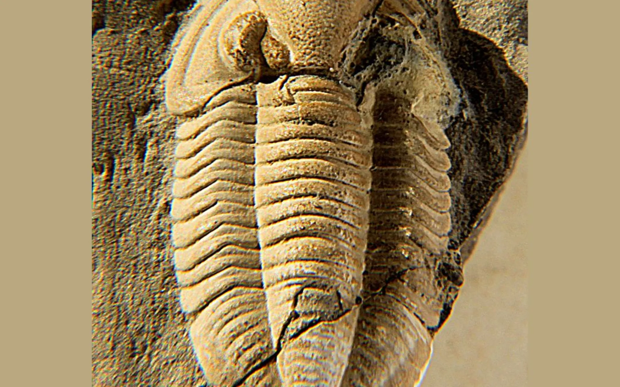 Fossile de trilobite