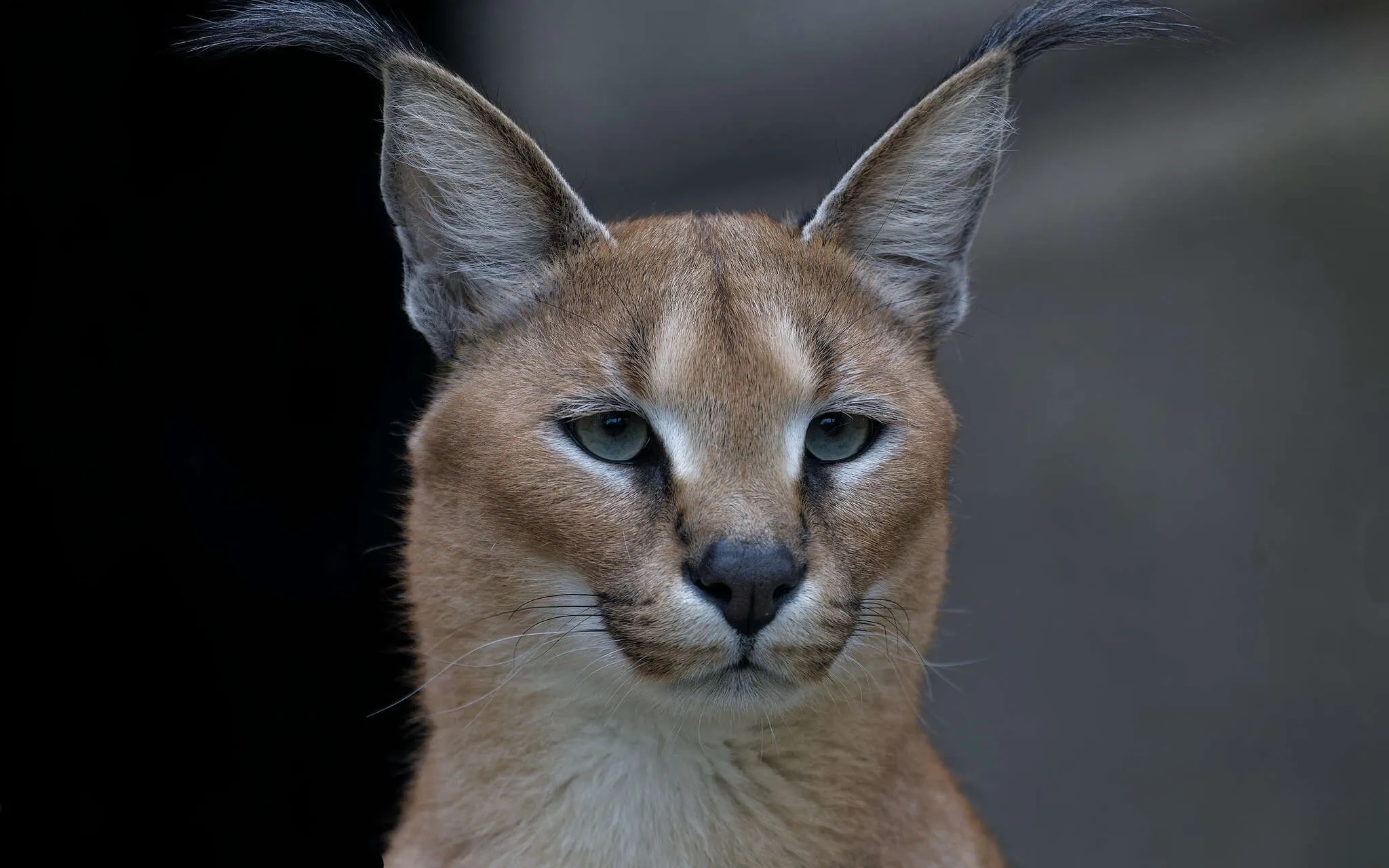 Caracal 
