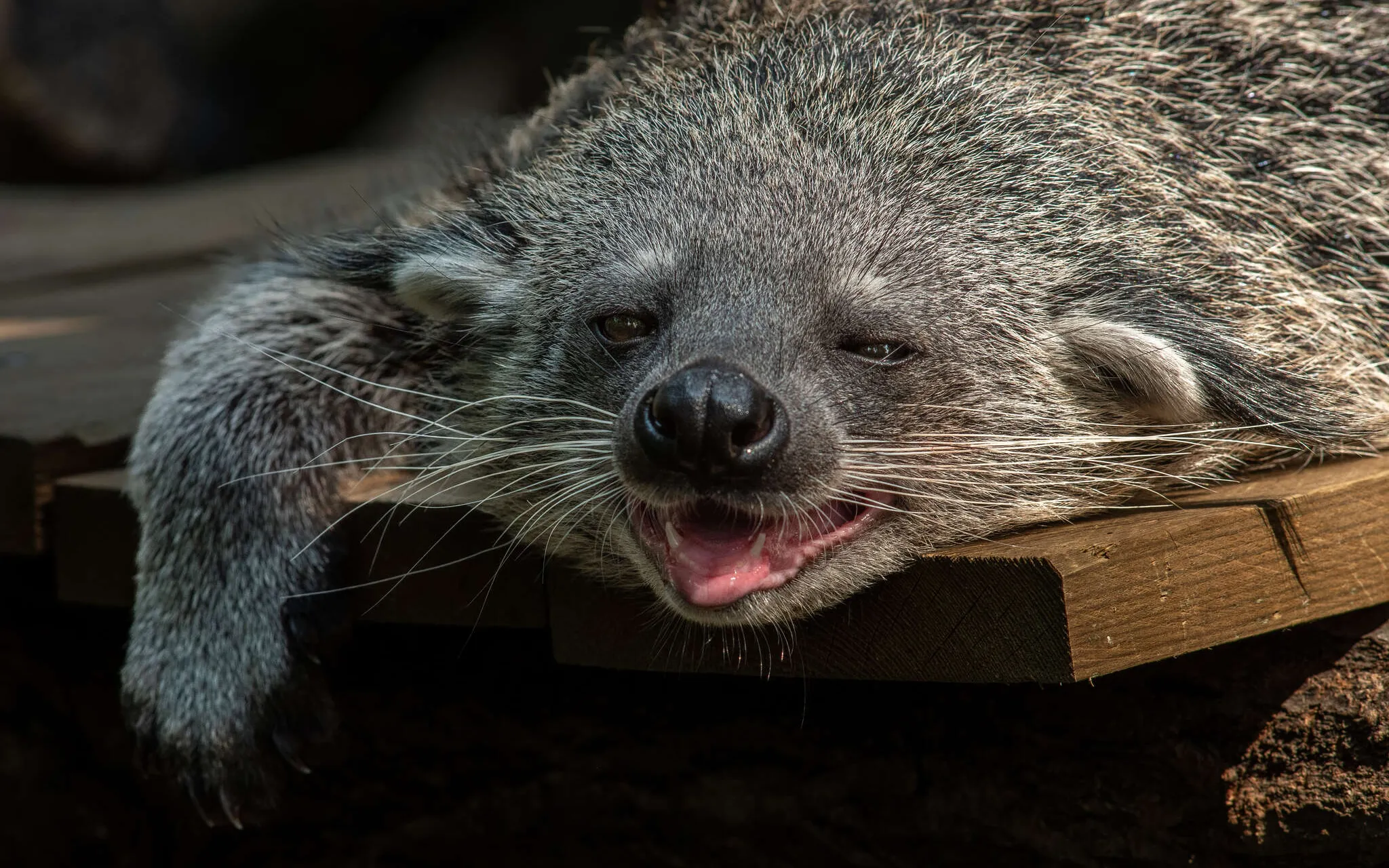 Binturong de la Ménagerie