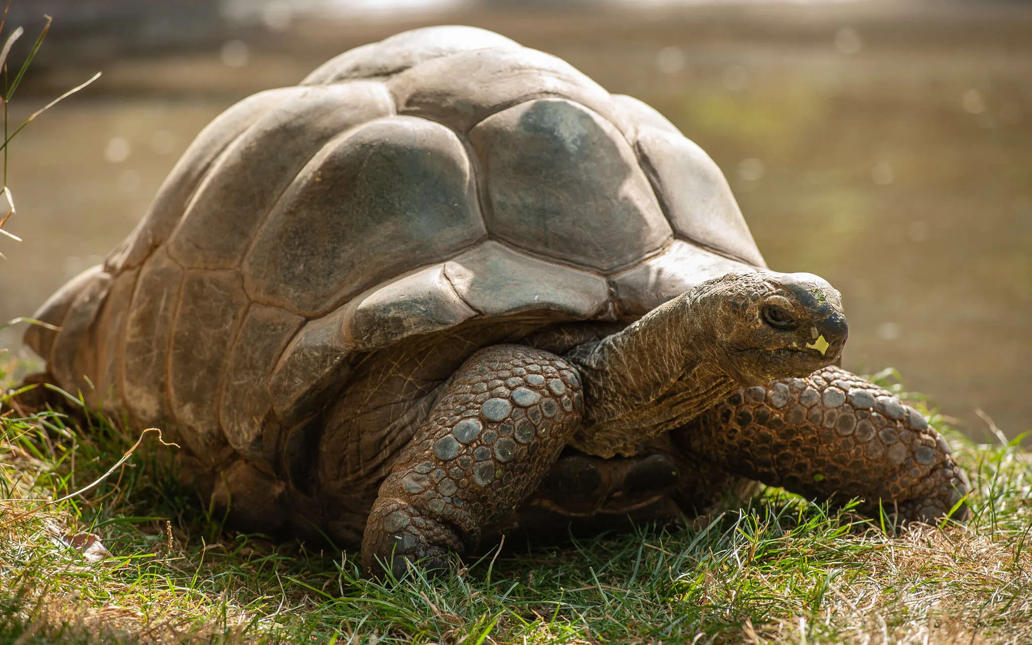 Tortue géante des Seychelles