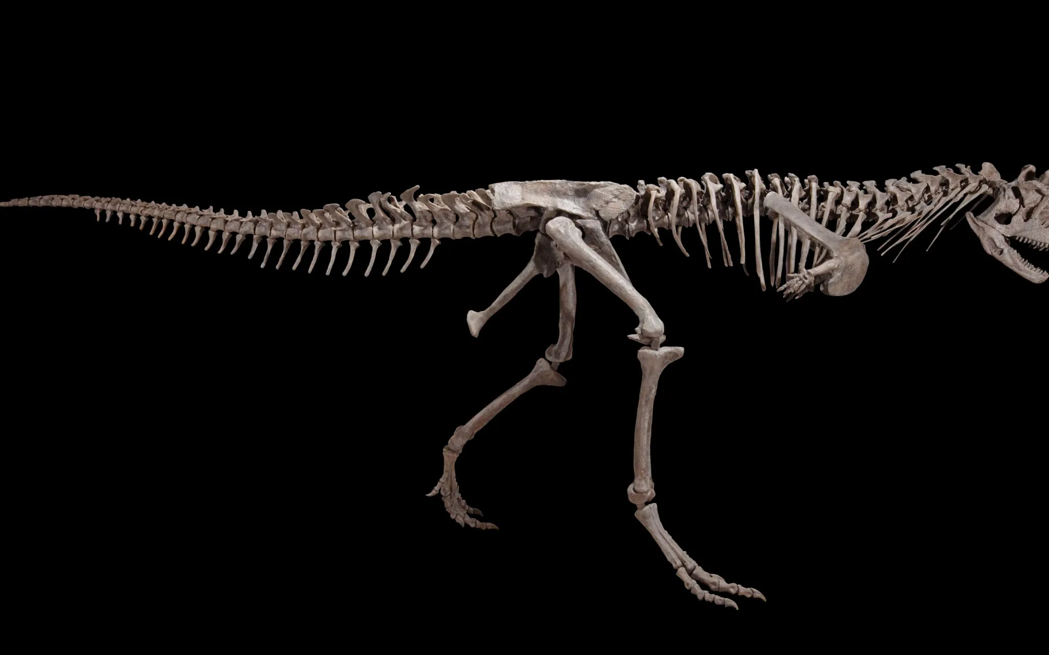 Carnotaurus sastrei