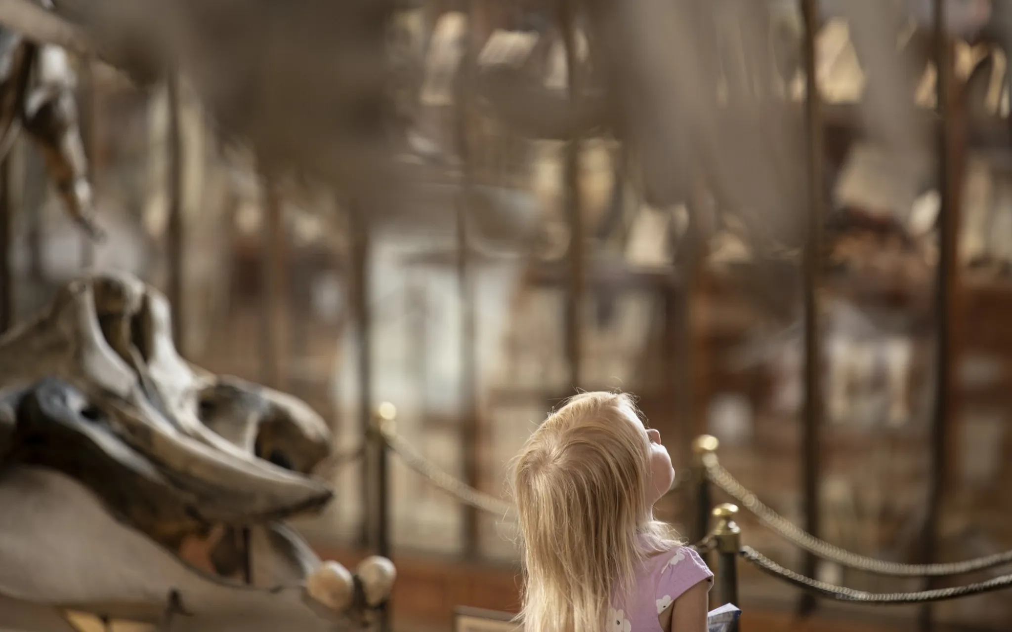 Enfant dans la Galerie de Paléontologie et d'Anatomie comparée © MNHN - A. Iatzoura