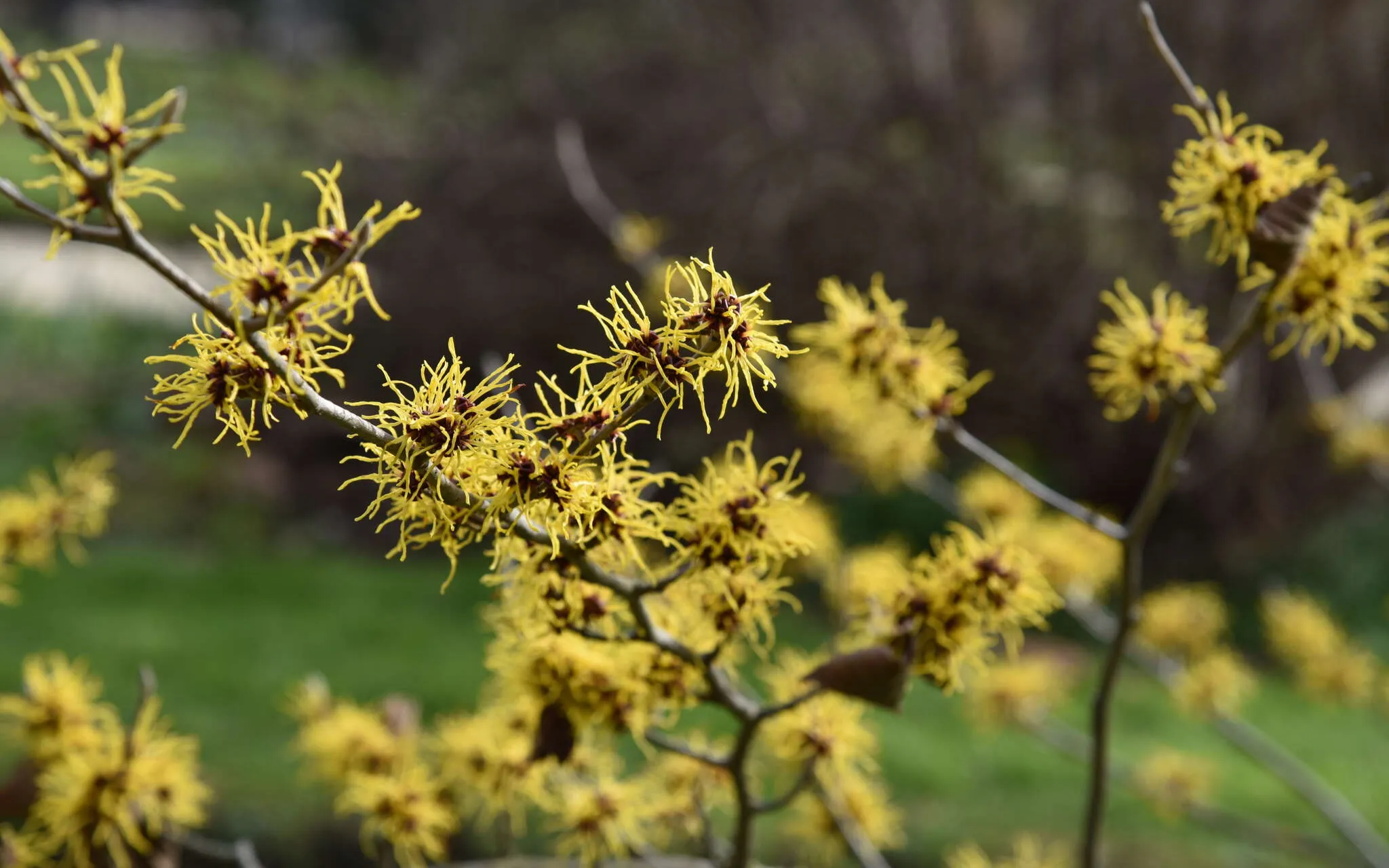 Hamamélis (Hamamelis x intermedia)