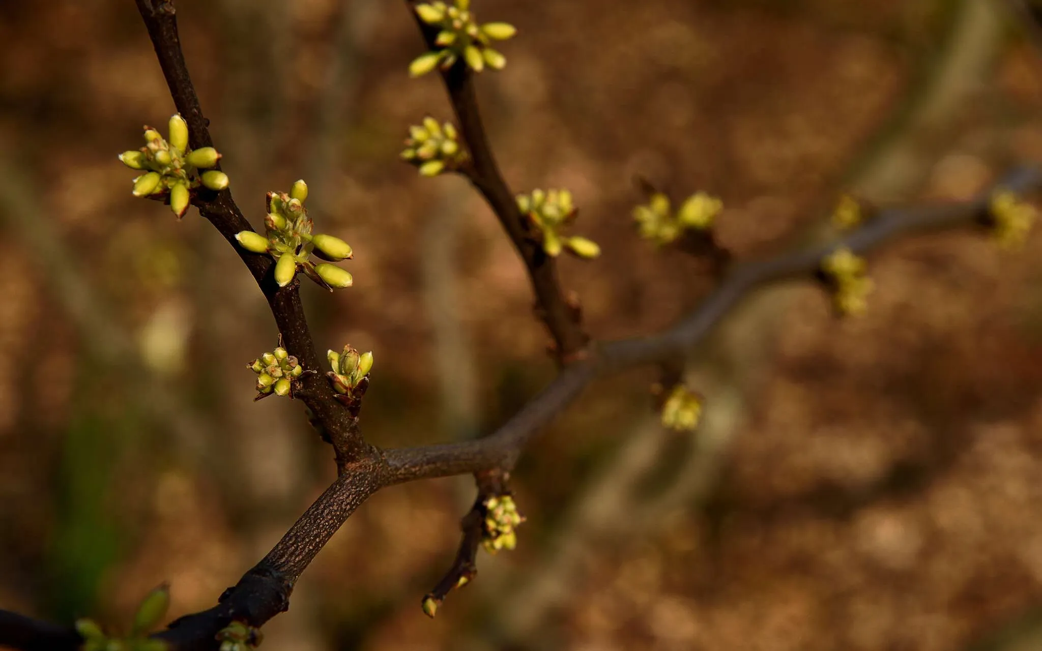 Hamamélis (Hamamelis x intermedia)