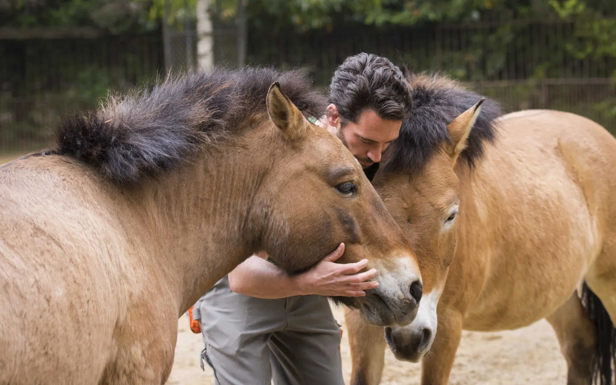 Soigneur avec les chevaux de Przewalski