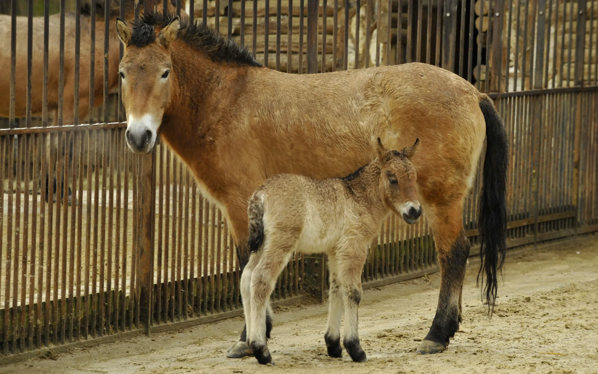 Photo de chevaux de Przewalski (mère et poulain)