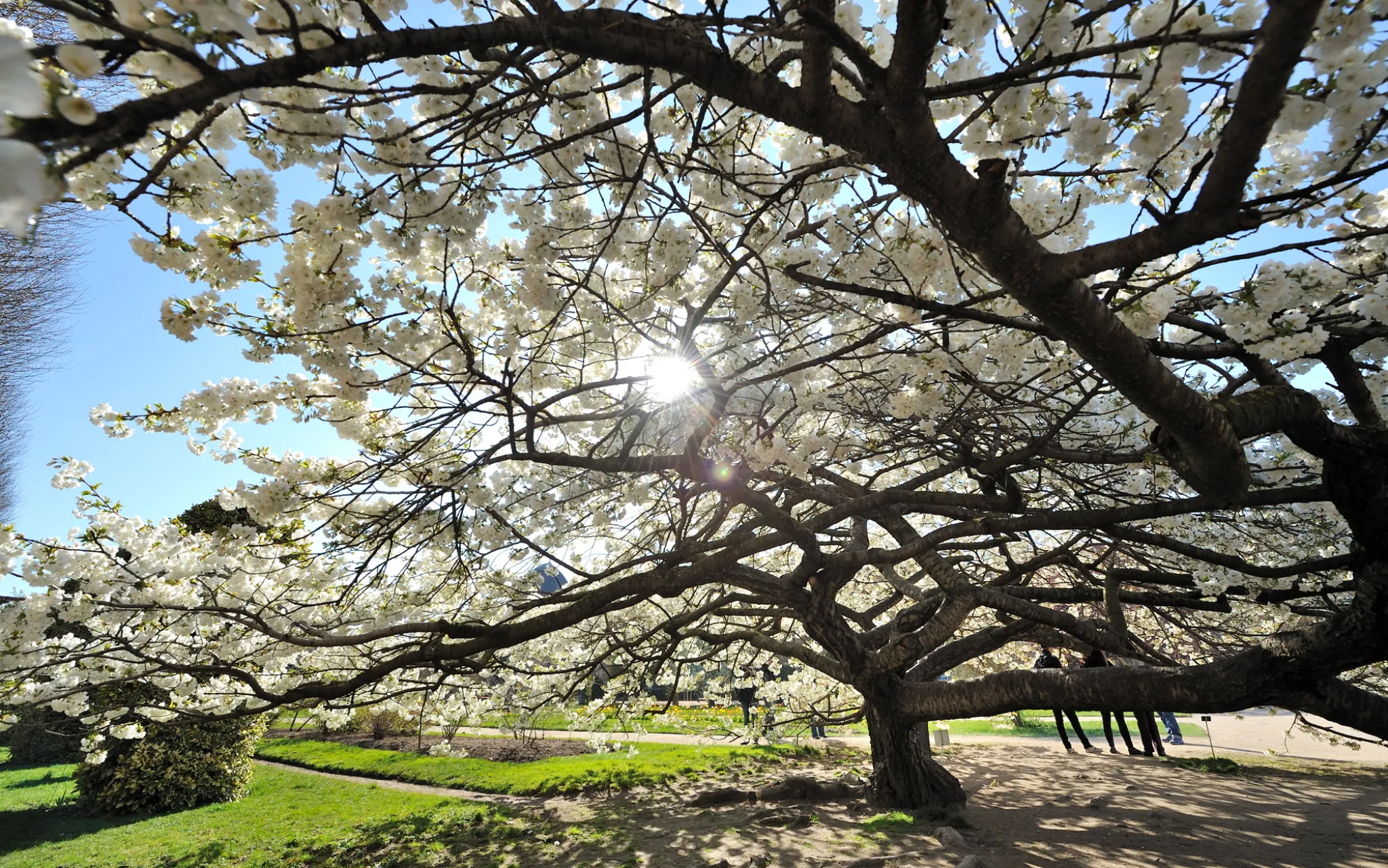 Cerisier japonais © MNHN - F.-G. Grandin Branches d'un cerisier japonais en fleurs