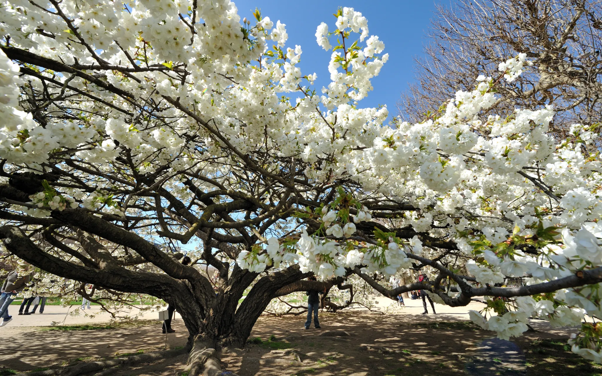 Branches de cerisier japonais en fleurs