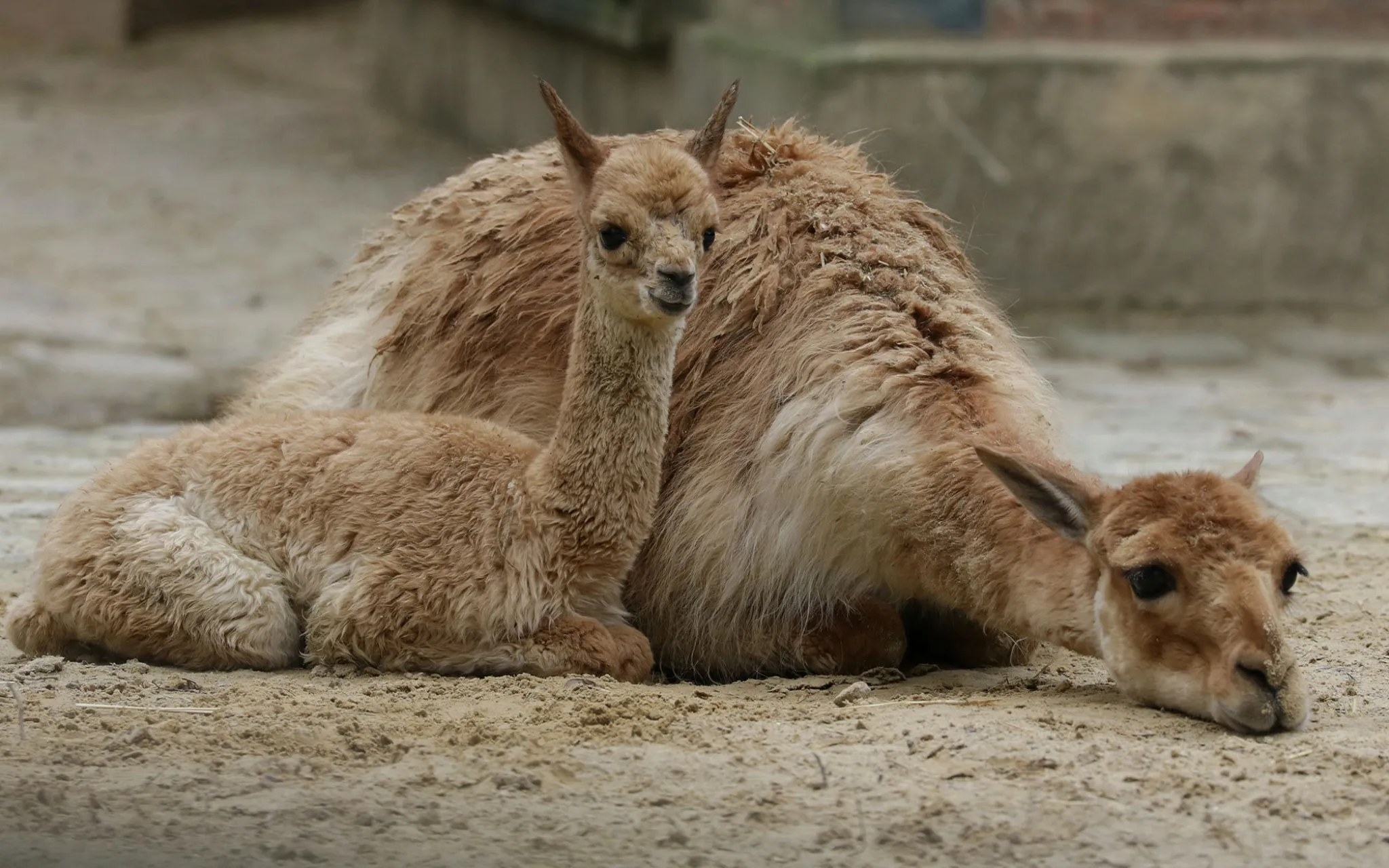 Photo d'une femelle vigogne et son petit