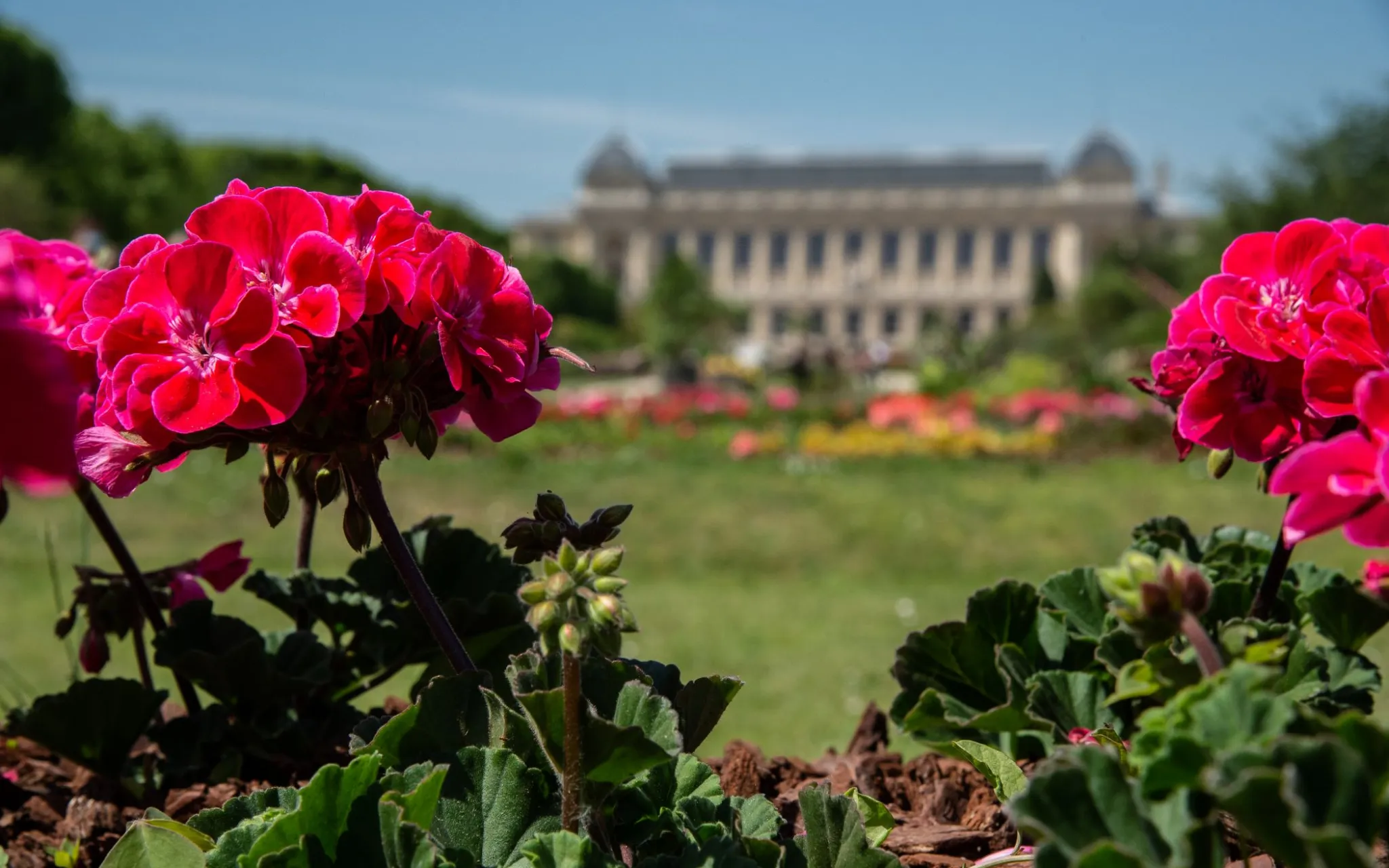 Photo en gros plan de pélargoniums avec le Muséum national d'Histoire naturelle en arrière-plan