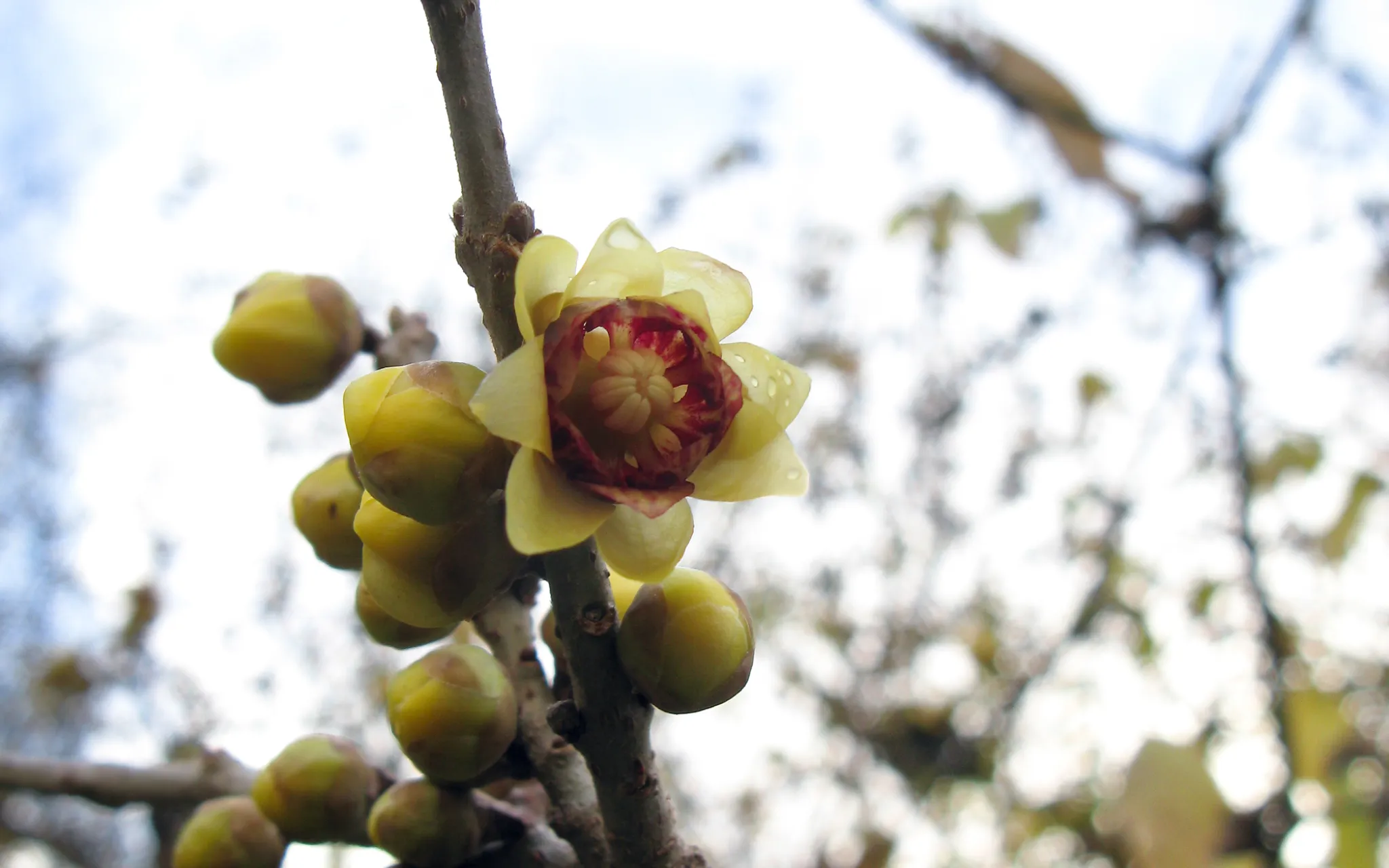 Fleurs de chimonanthe précoce