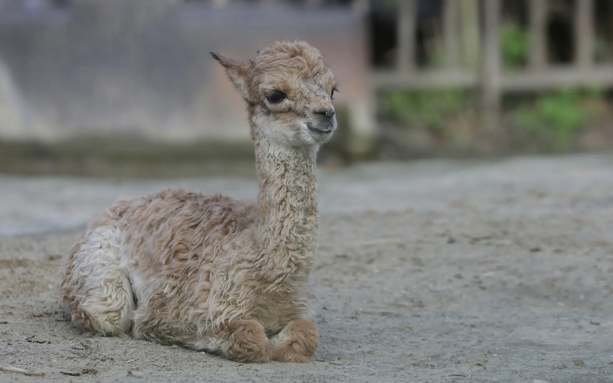 Photo d'un jeune vigogne