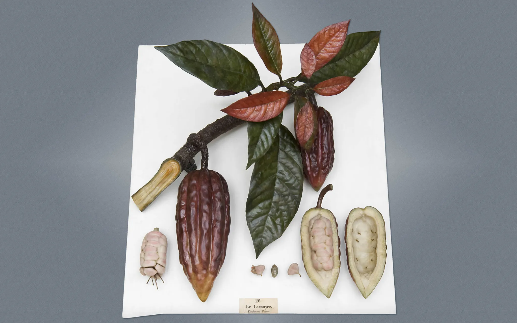 Louis Marc Antoine Robillard d’Argentelle (1777-1828), Cacaoyer (Theobrama cacao L.), 1802. Cire botanique colorée modelée, bois, fer. Cote : MNHN.OA.1300-026