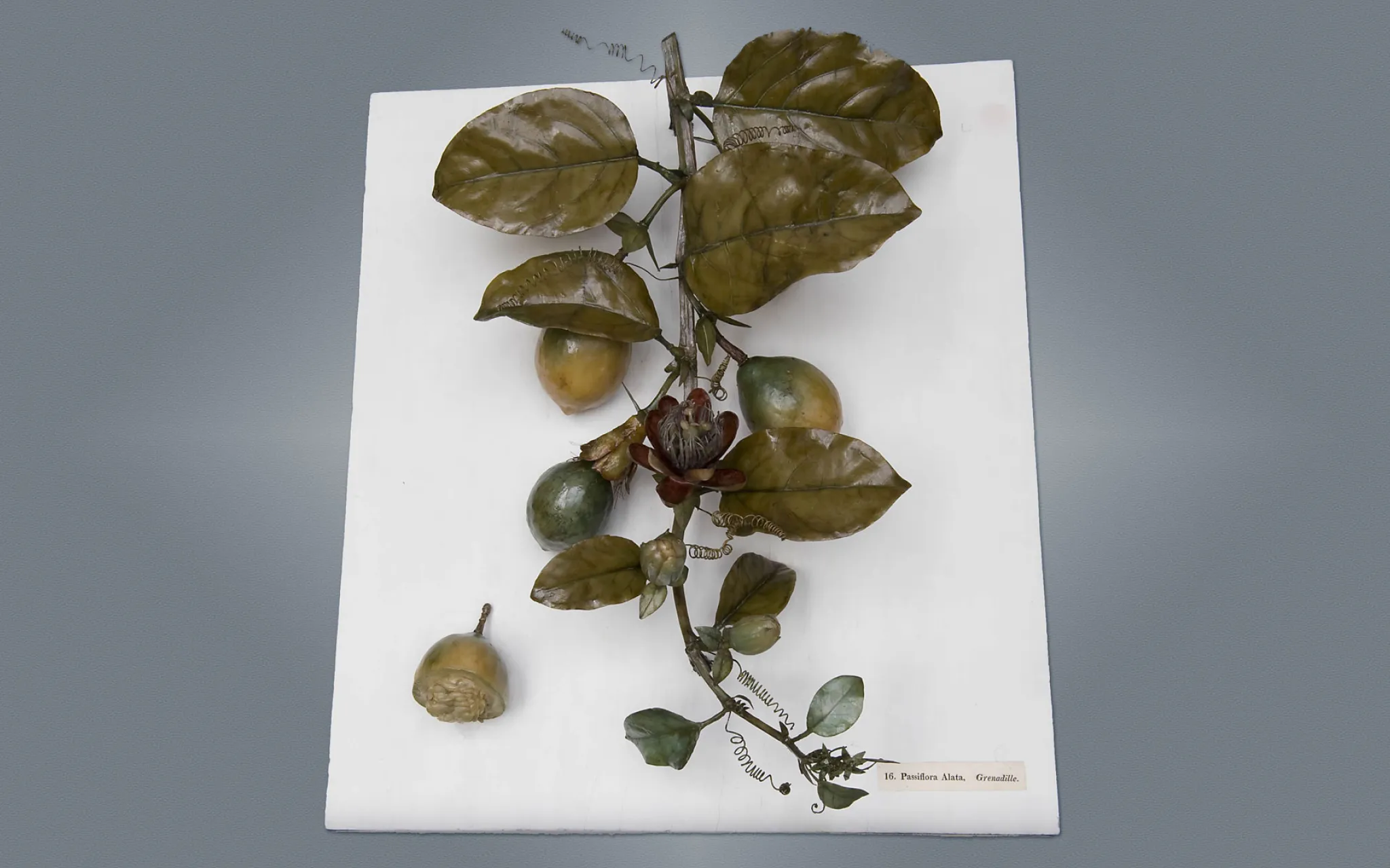 Louis Marc Antoine Robillard d’Argentelle (1777-1828), Grenadille (Passiflora Alata), 1802. Cire botanique colorée modelée, bois, fer. Cote : MNHN.OA.1300-079