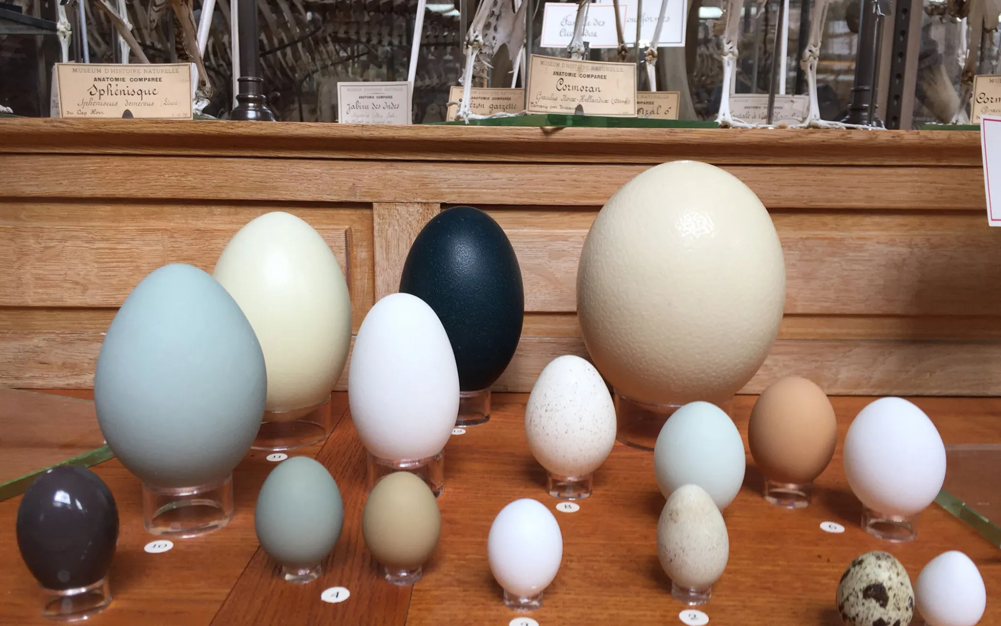 Œufs présentés dans la Galerie d'Anatomie