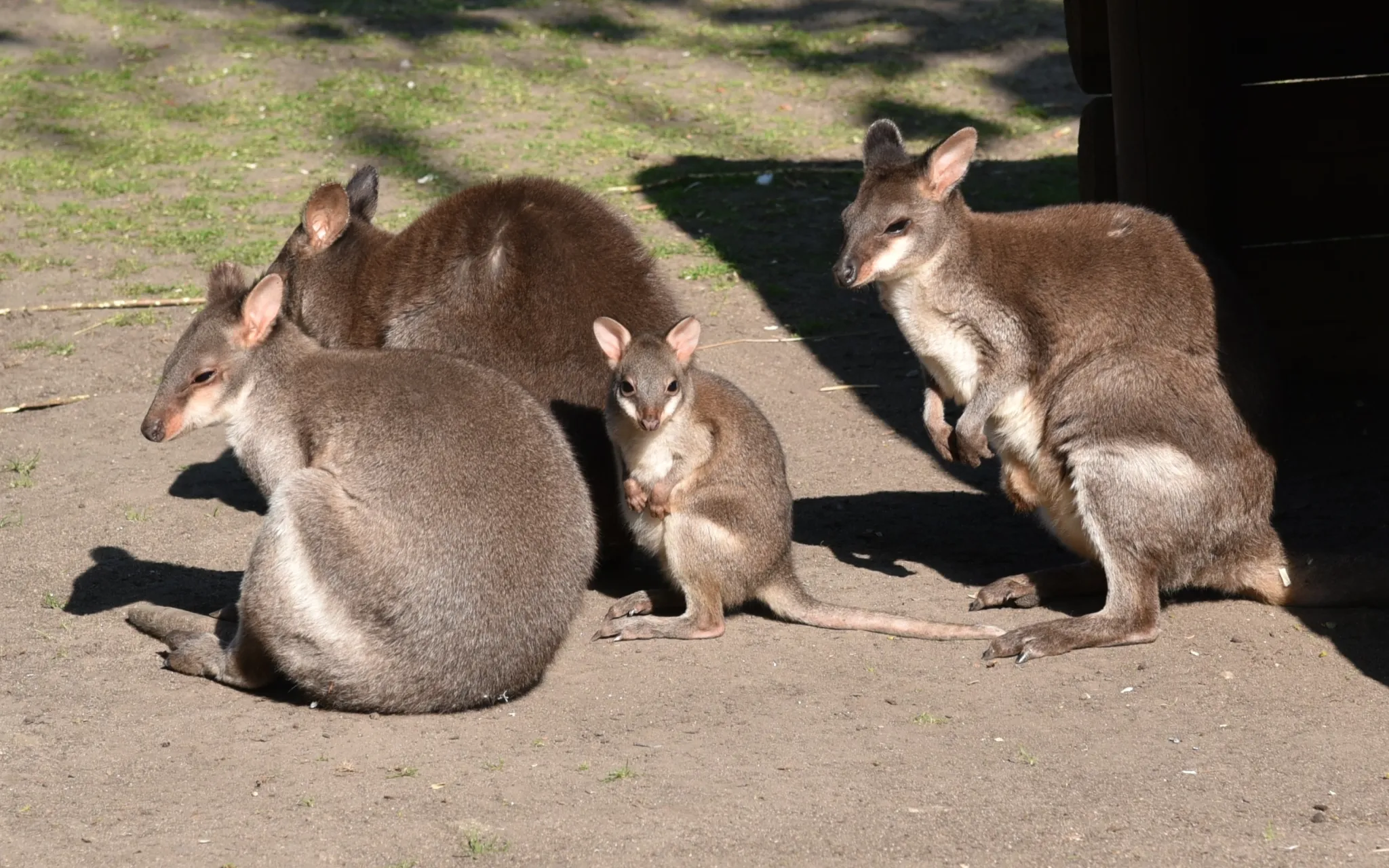 Photo d'une famille de pademelon à queue courte, trois adultes et un bébé