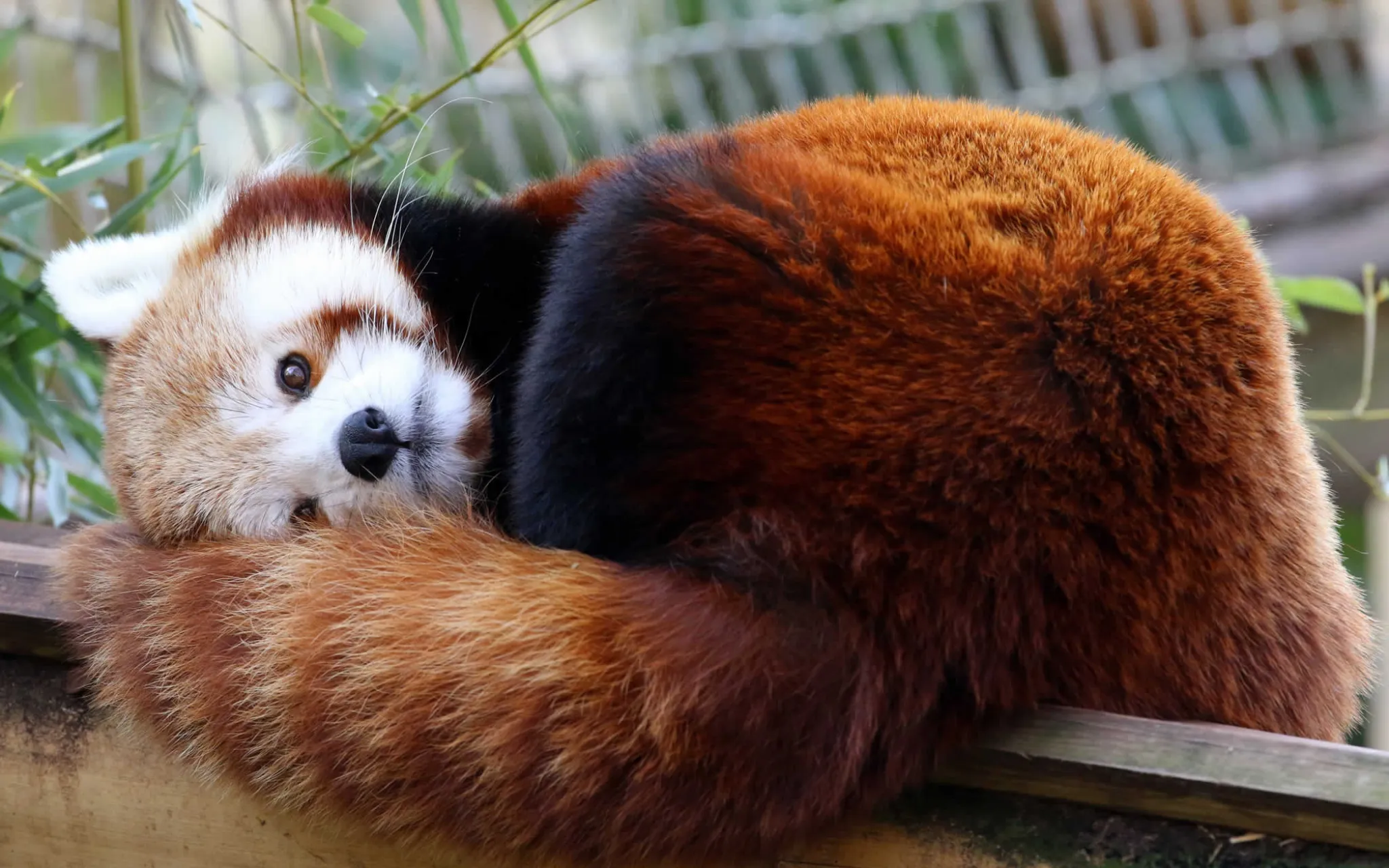 Panda roux © MNHN - E. Baril