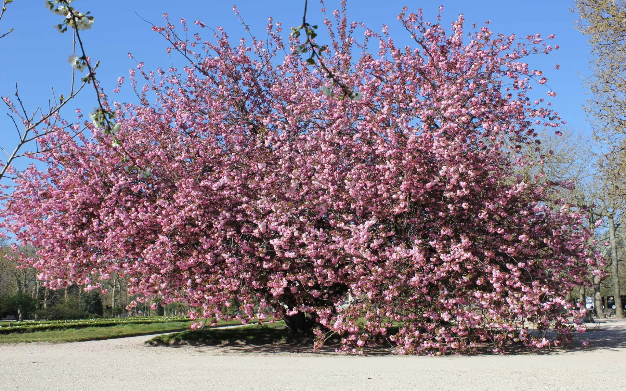 Prunus « Kanzan » en fleurs au Jardin des Plantes © MNHN - X. Riffet