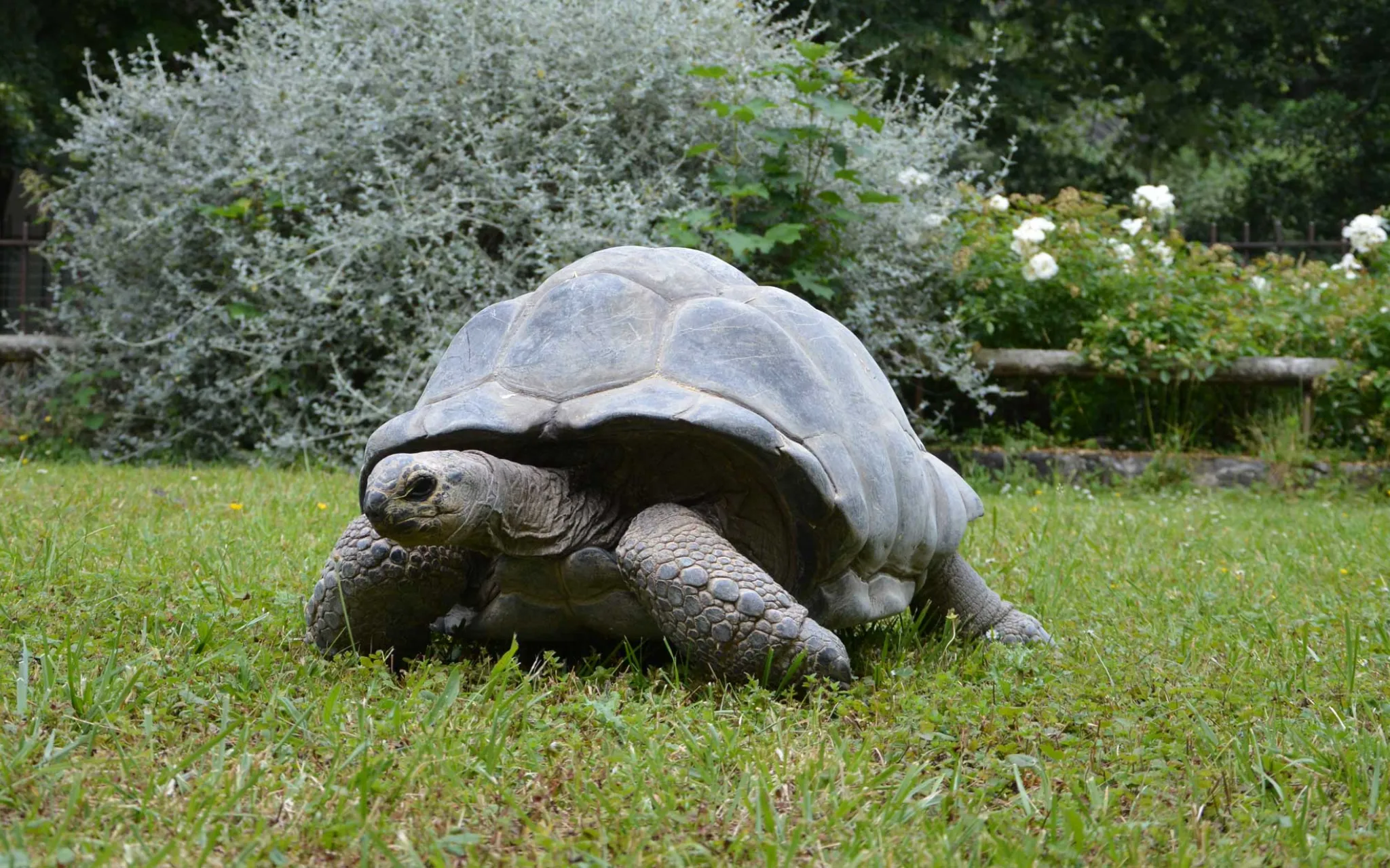Photo d'une tortue des Seychelles à la Ménagerie