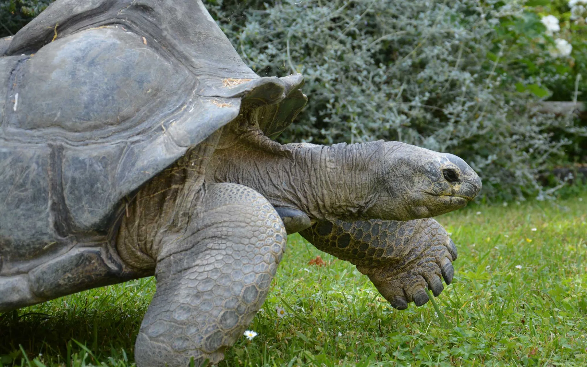 Photo d'une tortue des Seychelles à la Ménagerie